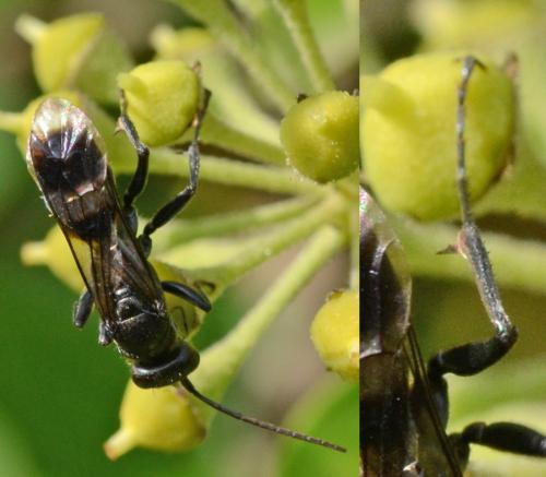 Priocnemis propinqua